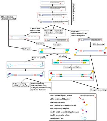 Methodologies for Transcript Profiling Using Long-Read Technologies